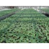 濰坊甜瓜種苗買賣價(jià)格_尋求甜瓜種子