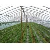 WE我們有！果蔬大棚專用膜|草莓專用膜|金桔專用膜