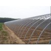 山東結(jié)實(shí)耐用的溫室大棚|草莓專用溫室大棚