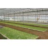 山東報價合理的種植大棚，絲瓜種植大棚