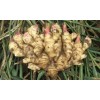 大姜合作社專業批發生姜種子——山西生姜種子