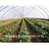 濰坊花卉溫室報(bào)價(jià)——優(yōu)質(zhì)智能溫室大棚