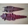 新式的鱷魚皮如皋市海宏皮革制品供應|鱷魚皮價格