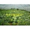 濰坊西瓜專用膜報價_山東西瓜專用膜