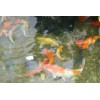 濟南市庭院景觀魚池水凈化比較好的生產(chǎn)廠家