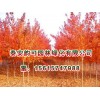 寧夏紅點紅楓-山東哪里有出售紅點紅楓