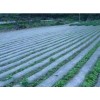 苫蓋膜廠家_專業的蔬菜大棚膜供應商推薦